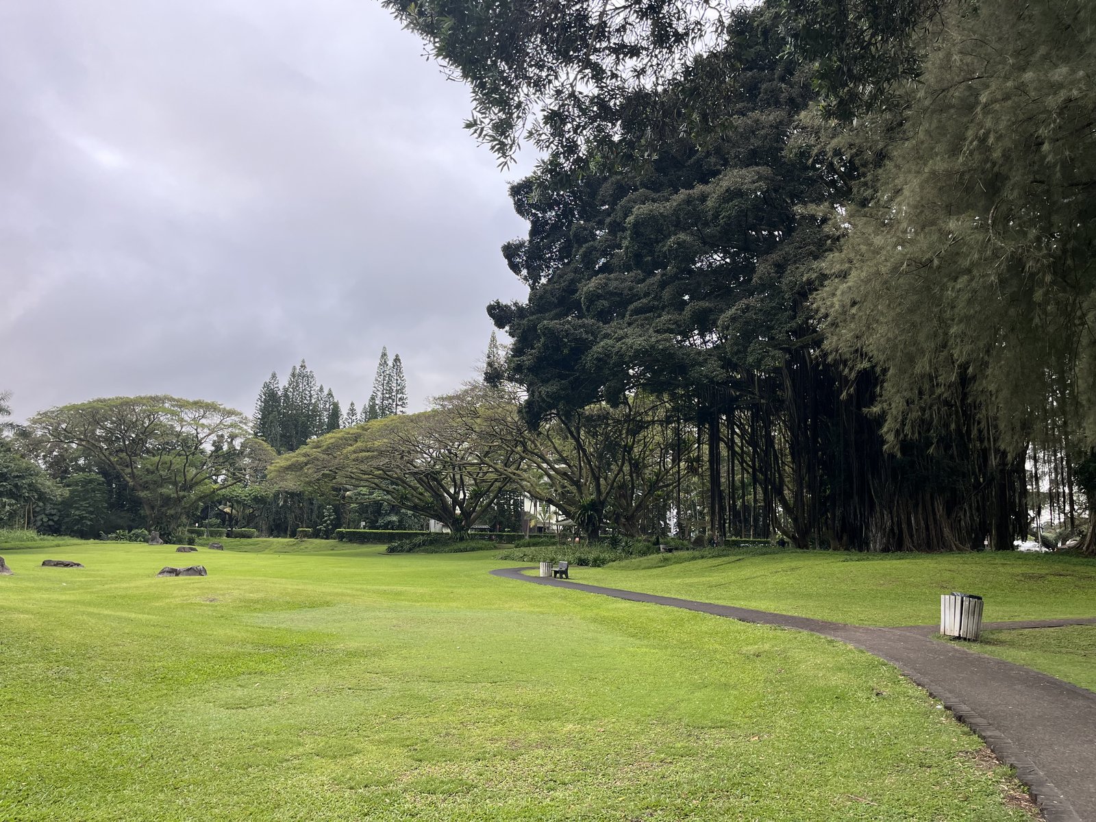 An overcast park with a wide green lawn, a curving footpath, and a stand of tall banyan trees trailing aerial roots